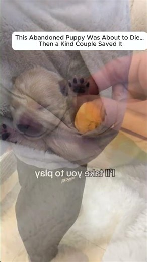 poor dog #puppy #rescuepuppy #puppylove #cutedog #doglove #dogrescue #lovestory #pet #animalrescue