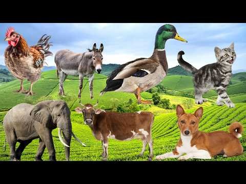Real Animal Sounds Captured in Nature | Real animals sound : Rabbit, Dog, Sheep, Pig