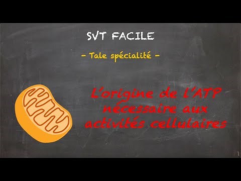 SVT FACILE - Tale spé. - L'origine de l'ATP nécessaire aux activités cellulaires