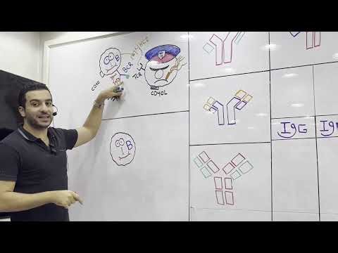 Humoral Immunity + Immunoglobulins