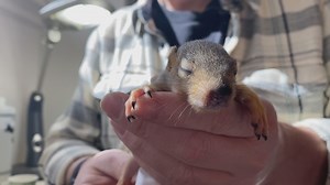 Found a baby squirrel? What do you do now? Lakeshore rehab is here to help