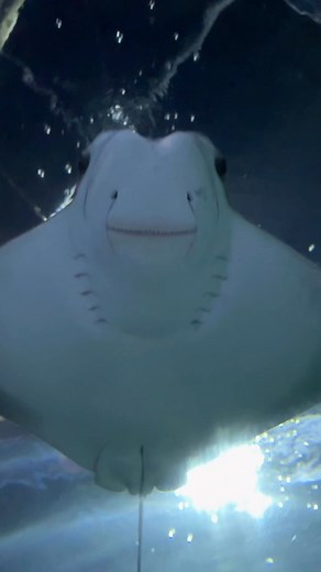 🦈 Join us for Fin Fest! The monthlong celebration of sharks and stingrays runs now - August 5. Enjoy activities like stingray feeding or Sharks & Scuba Underwater Q&As where you can ask an underwater diver any question! We also have community partners coming through on Tuesdays and Thursdays doing experiments, demonstrations and educating guests. We can’t wait to see you here! And don’t forget to wear your favorite shark themed gear to be entered for a chance to win a $125 gift shop prize pack.