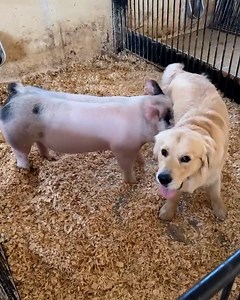 Golden retriever and pig are best friends | LADbible Australia