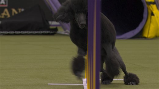 Gerard the poodle wins 24" class at Master Agility Championship | Westminster