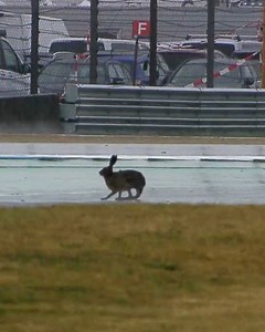 🐰😬 run rabbit run!!! | DTM