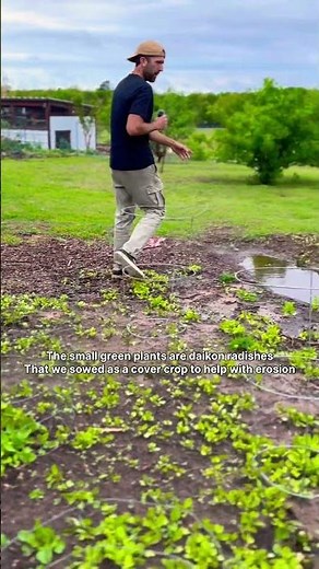 Swales Explained: Turn Rainwater Into Free Irrigation 🌧️🌱