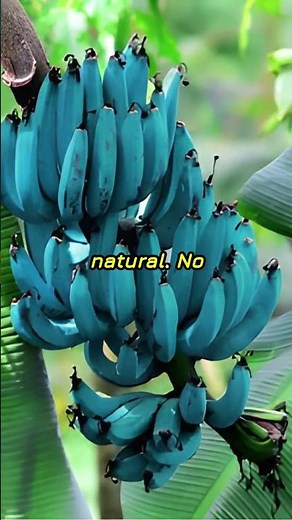 This Blue Banana Tastes Like Ice Cream? #shorts #facts #fruit #banana