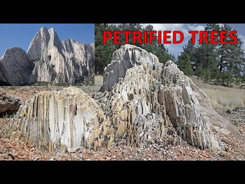 The Ancient Giant Trees of Myth & Fairy Tales Were Cut Down & Petrified! No More Forests On Earth.