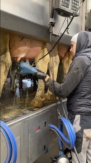 🐄✨ From Udder Wash to Milking Cows – How Farm Girls Use Milking Machines a Smart Way