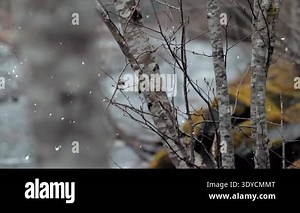 snow covered trees in winter forest Stock Video Footage - Alamy