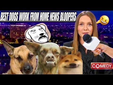 Best Dogs Work From Home News Bloopers