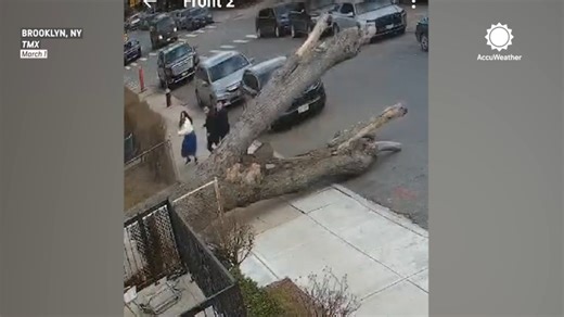 Falling tree narrowly misses people on sidewalk