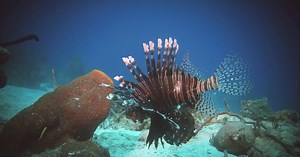 Alien Invaders - Trailer