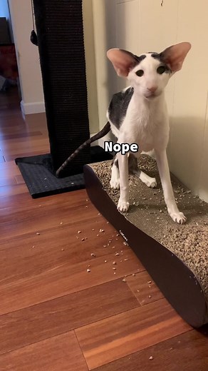 Cats That Look Like Adam Driver - A Funny Comparison