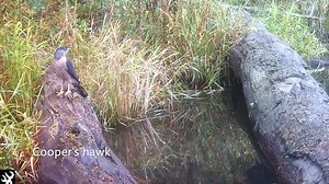 Wood ducks triggered the camera at this beaver pond—and caught a Cooper's hawk in the scene as well. These medium-size raptors prey mainly on small birds and mammals, but are also know to feed on reptiles and insects. This one appears to be focusing on a large dragonfly zooming along the shoreline. | Valley Wild