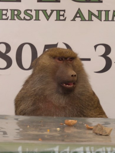 Friendly Baboon Interaction: How Movie Baboons Are Trained