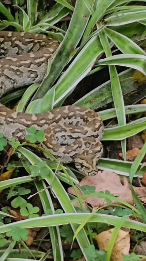 South African rock python disguising itself into a rocky water fountain display. Most likely want to moisture to help in ots shedding process #krugerpridesafaris #safariphotography #krugernationalpark #safari #wildlifeonearth #wild #snakesofinstagram #snakes #rockpython | Kruger PRIDE Safaris