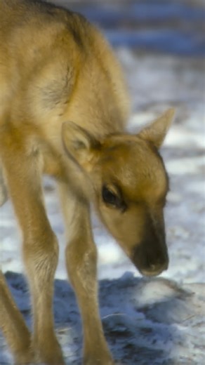 National Geographic Animals on Instagram: "It's good to know that we're just as awkward as a caribou calf with the zoomies 💛"