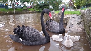 It's been 2 weeks since the cygnets have hatched and they are doing really well. All 5 still going strong. I've been to film them almost every day since. Here's a short film of their first 2 weeks in Dawlish. | Coast Cams