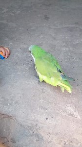 2.2K views · 14 reactions | Pepe atr #happy #viral | Dani Alvez | Facebook