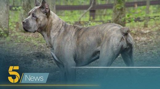 Police say there's evidence Cane Corsos could be the new 'status dog'. They’re big powerful dogs who can weigh more than 7.5 stone and are known for their protective nature. Now, a group of breeders are working on a first-of-its kind initiative to try and license the dogs in the UK. Our Chief Correspondent Tessa Chapman went to meet the people hoping to keep us, as well as the dogs, safe. #dog #corso #xlbully | Channel 5 News