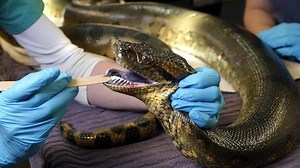 Das sind die größten Schlangen der Welt