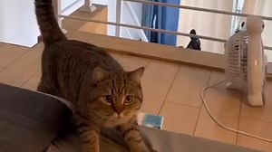 176K views · 10K reactions | "Now I'll show the dog how it's done..." Brought to you by Nutrition Strength -- keeping your pets healthy and happy. | Viral Spell | Facebook