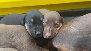 This red Doberman momma dog is the BEST! And look at those two twins 🙂 #importdobermanstud #housebreakingpuppy #dobermanpuppiesforsale #dobermanpuppies #uniquedobermans #reddoberman #blackdoberman #blackdobermanpuppy #reddobermanpuppy | Unique Dobermans