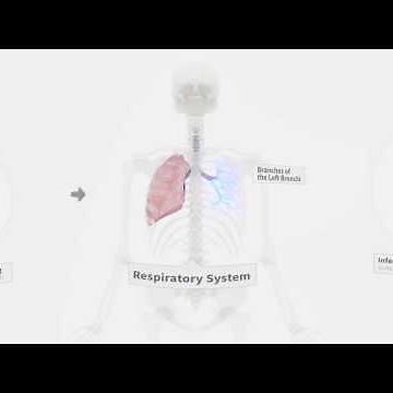 Explore the Lungs in 360 Degrees