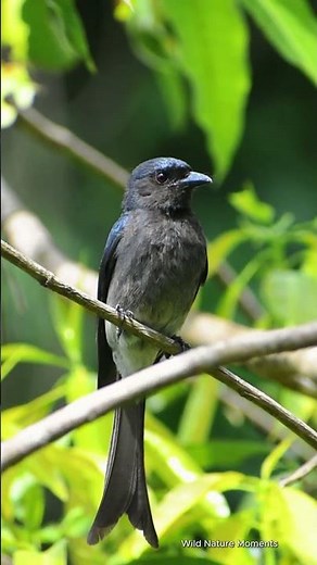 The Elegant Drongo: Master of the Forest Canopy | Wild Nature Moment 🌿