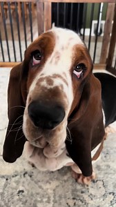 Understanding Basset Hound Behavior and Care