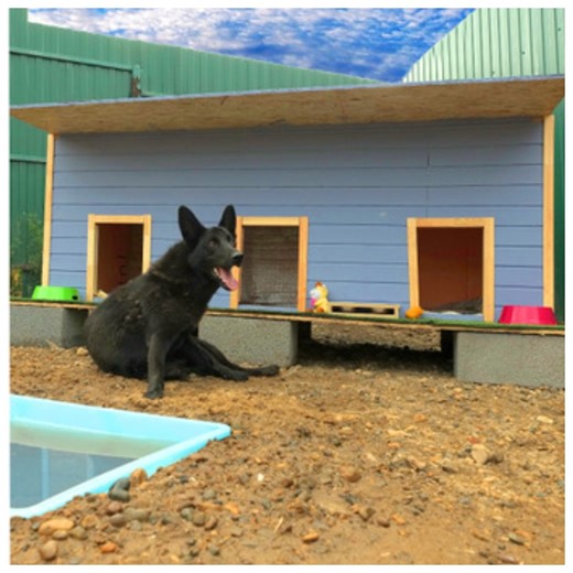 Warm doghouse made by your own hands for three dogs at the same time! | 5-Minute Recycle