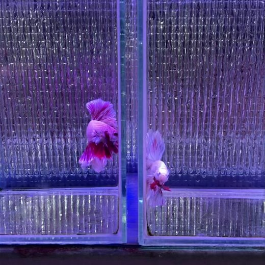 😈 | Flower Fish