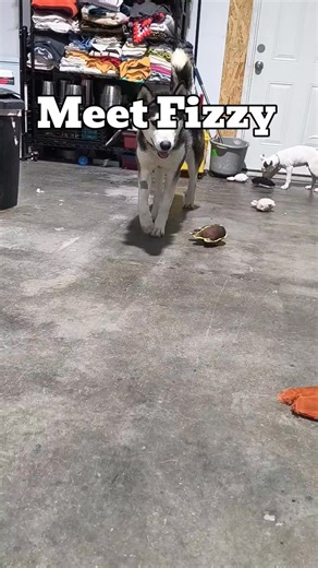 Meet Fizzy! He's a malamute with main character energy! He is ready for his next adventure! | Hands 'N Paws