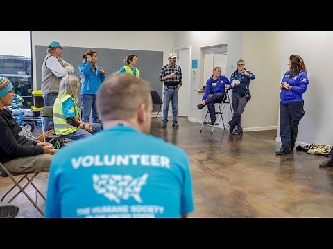 How to volunteer to help a non-profit organization