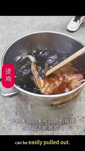 Chicken Feather Plucking Machine | Built by Poultry Equipment Manufacturer #youtubeshorts
