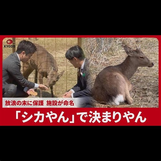 【動画あり】奈良県の山下真知事が大阪で保護された「シカやん」に「鹿せんべい」贈る｜奈良新聞デジタル