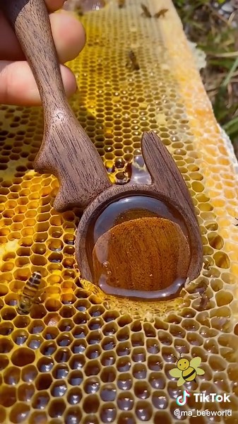 Delicious Honey Bee Videos Compilation