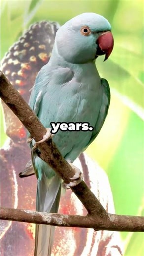 Parrots Can Talk and Understand What They Say! Did You Know? Parrot Facts #animalfactshorts #shorts