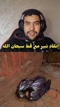 سبحان الله نسر مجر ح يدفع عن قط #shortsfeed #النظافه #اكسبلور #دويتو #foot #حيوانات