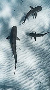 306K views · 592 reactions | Another successful trip with epic crew...