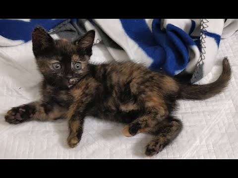 Playful Tortie Tortoiseshell Kitten