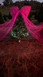 Real Christmas Trees - In all their glory on a full moon night 😍 #realchristmastrees #australianchristmas #christmastreefarm #buyfromthebush #brisbane #tamworth #brisbanechristmas #brisbanechristmastree | Hillview Christmas Trees