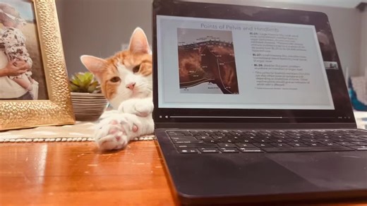 🐈 Online CE 🐈 Because how else would you accomplish online Acupuncture Continuing Education? #theequinelamenescenter #teqlc #catsoftiktok #acupuncture