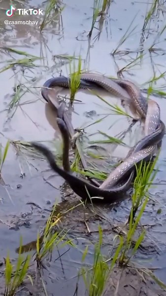 Beautiful Snake Slithering Through Water