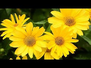 Daisies Flowers (HD1080p)