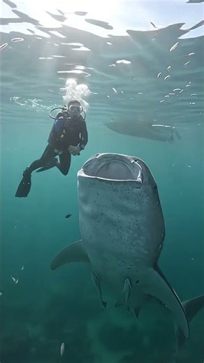 I got way too close to this massive whale shark 😱 #shorts #nature #wildlife