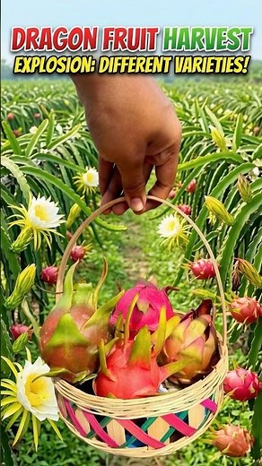 Harvesting Different Varieties of Dragon Fruits 👨🏻‍🌾 #dragonfruitfarming #dragonfruit