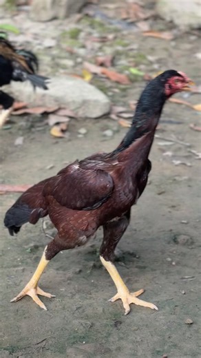 2.6K reactions · 12 comments | Madi queen #viralreelschallenge2025viralreelschallengejaiviralreelschallengeviralreelschallenge #vairalreelsfb #viralreelschallenge #vairalreels #vairalpost #Bangladesh #Sylhet | JaVa Aseel | Facebook