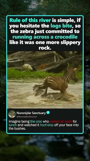 ZEBRA VS CROC: WORST CROSSWALK EVER
